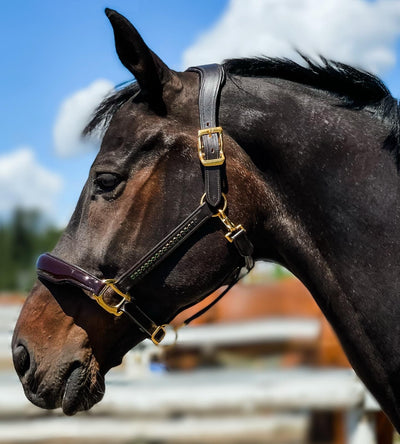 dark bay horse havana brown leather halter gold hardware emerald green crystals