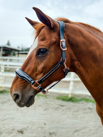 rebel equestrian black leather rose gold halter