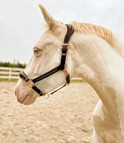 light coloured horse wears havana brown leather halter rose gold detail